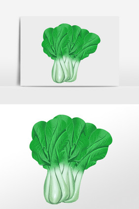 手绘绿色新鲜健康蔬菜白菜插画