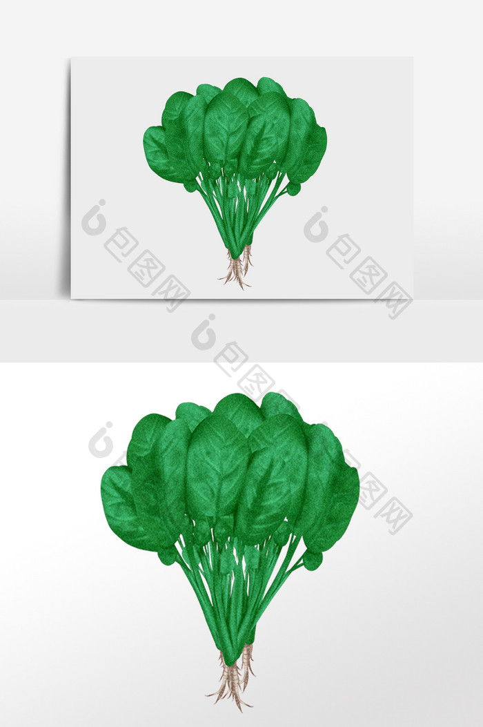 手绘绿色新鲜健康蔬菜菠菜插画