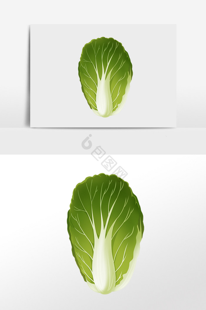 有机健康蔬菜白菜插画图片