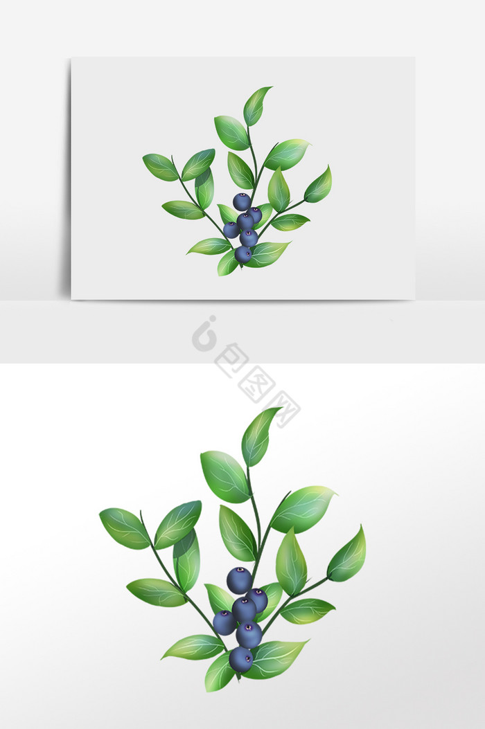 植物果树蓝莓树插画图片