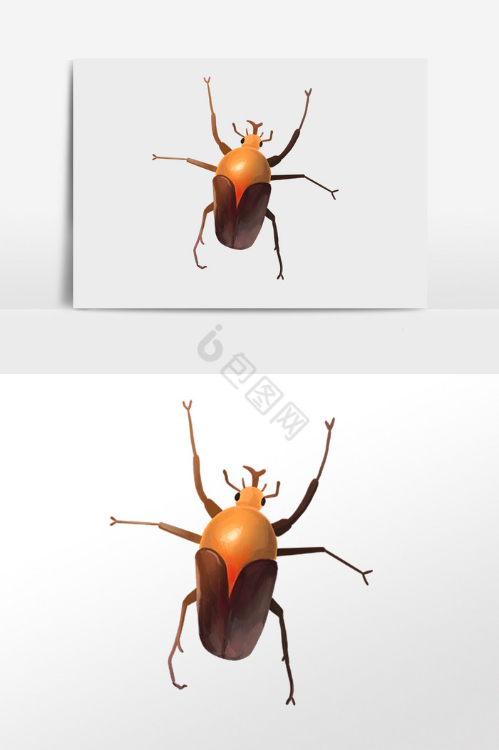 昆虫甲虫爬行动物插画图片