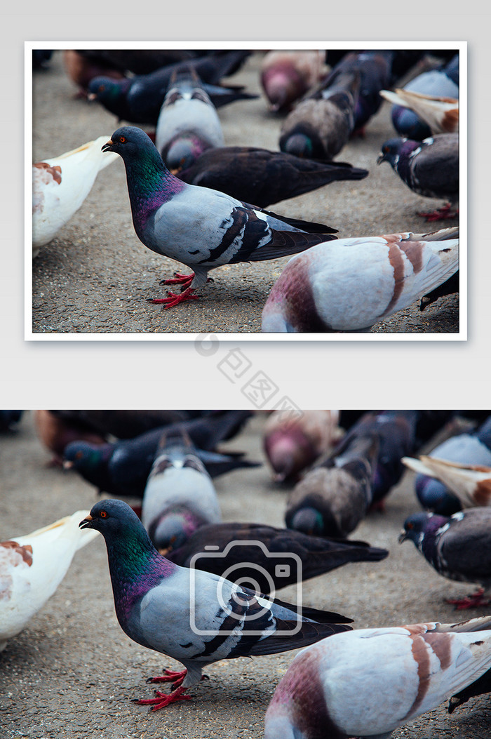 鸟类鸽子特写摄影图图片