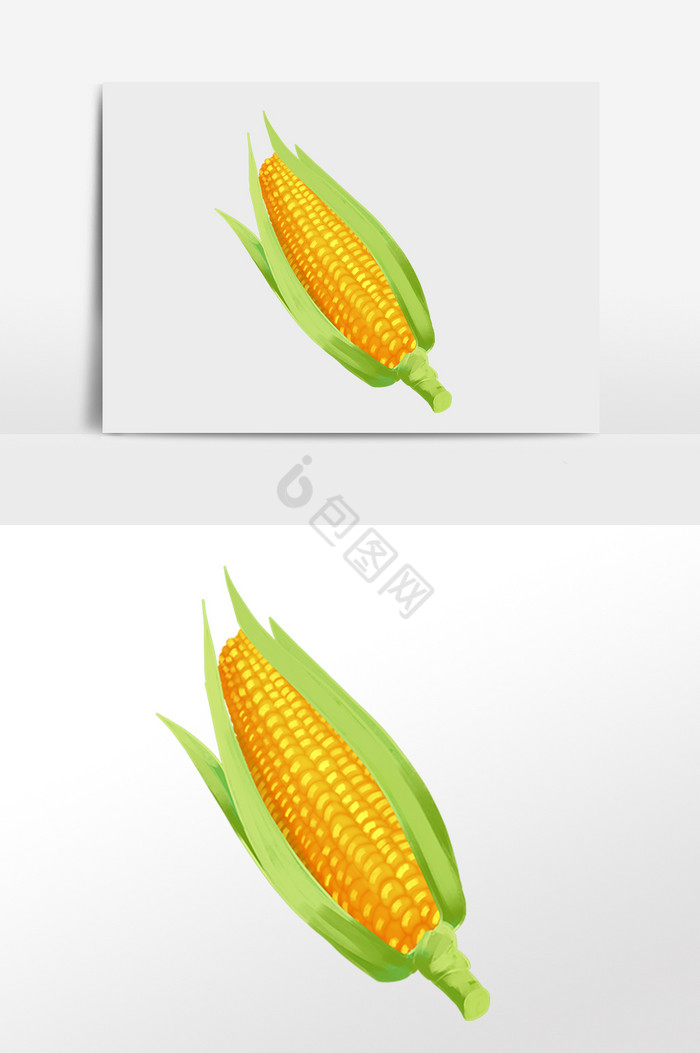 新鲜有机农作物玉米插画图片