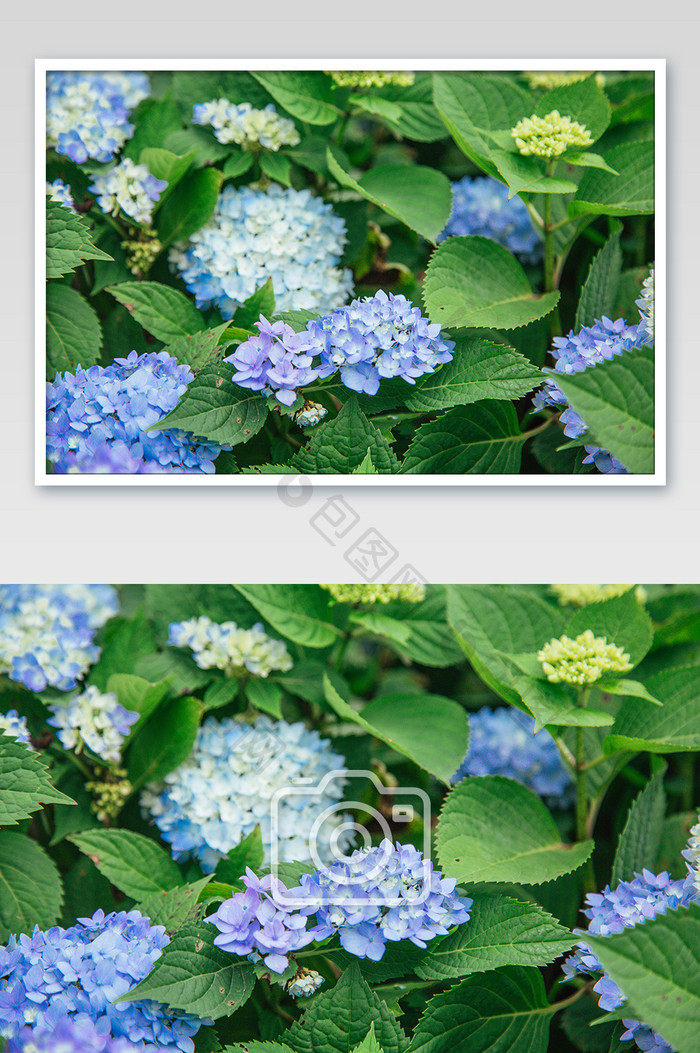 蓝色清新花卉摄影图