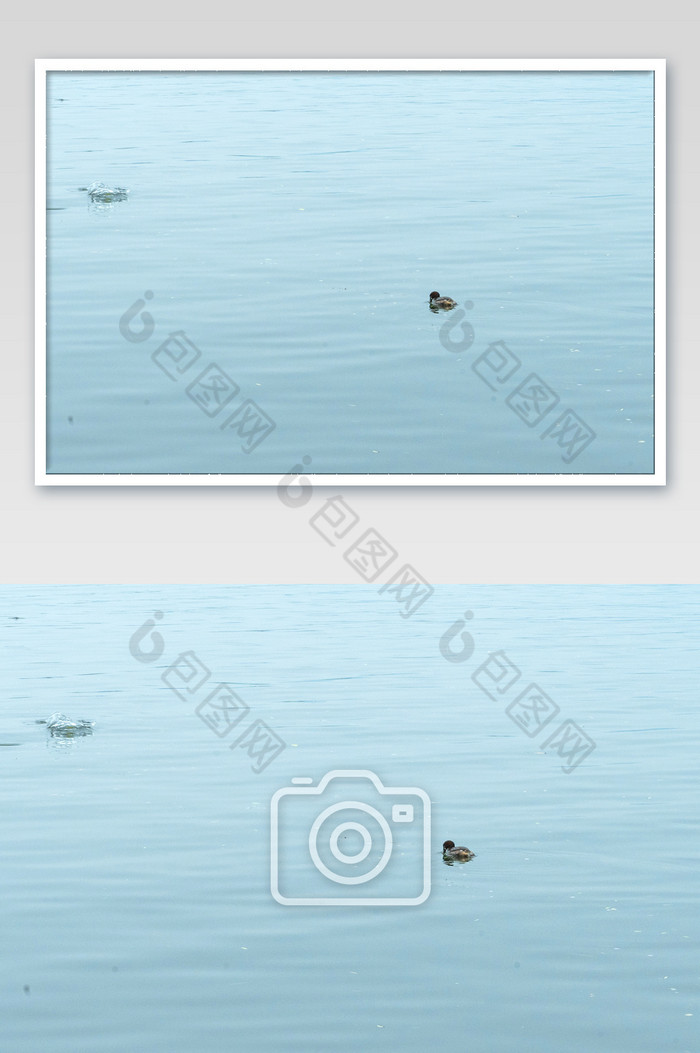 西湖景色湖面水波鸟类高清摄影图图片图片