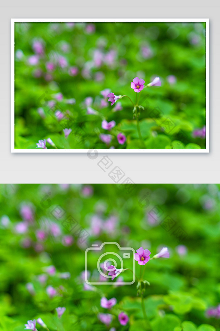 紫色花卉小清新桌面背景摄影图