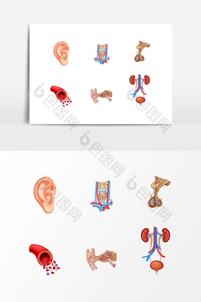 医学人体器官插图素材