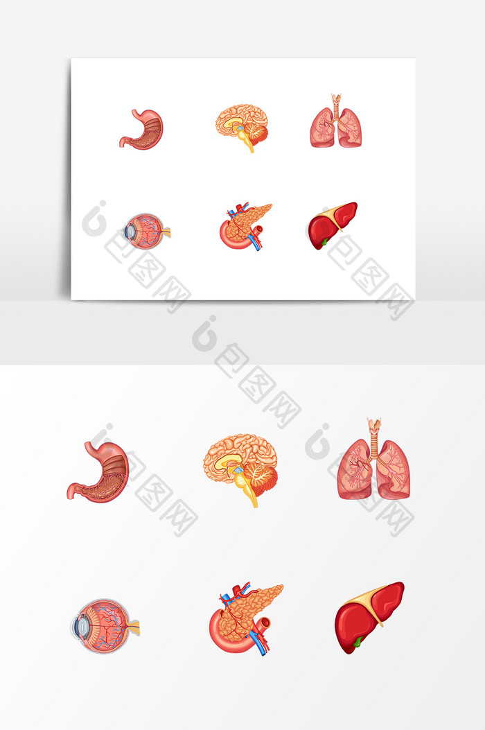 医学解剖图设计素材