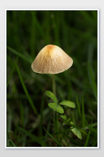 小蘑菇特写暗调背景元素图片