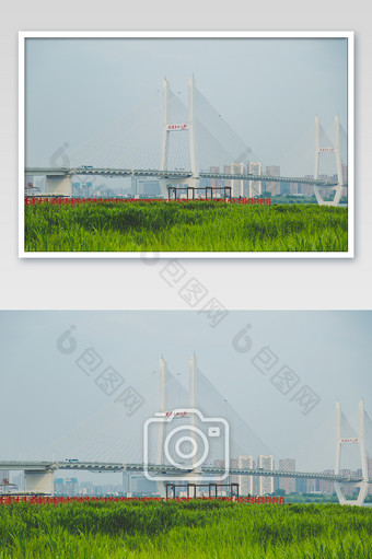 武汉夏季长江二桥江滩芦苇滩高清摄影图图片