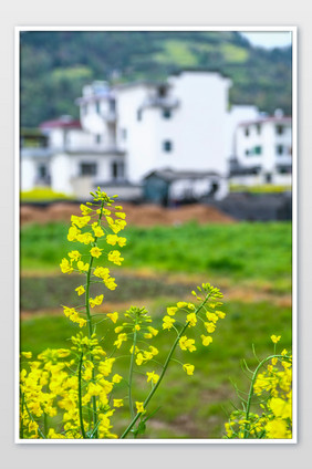 新安江油菜花季节黄色春季高清图