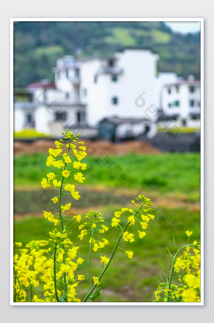 新安江油菜花季节黄色春季高清图