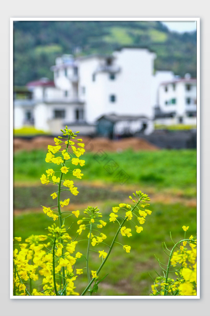 新安江油菜花季节黄色春季高清图图片