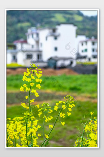 新安江油菜花季节黄色春季高清图图片