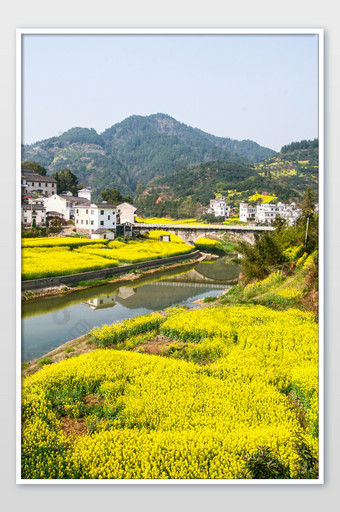 新安江油菜花季节黄色春季摄影图图片