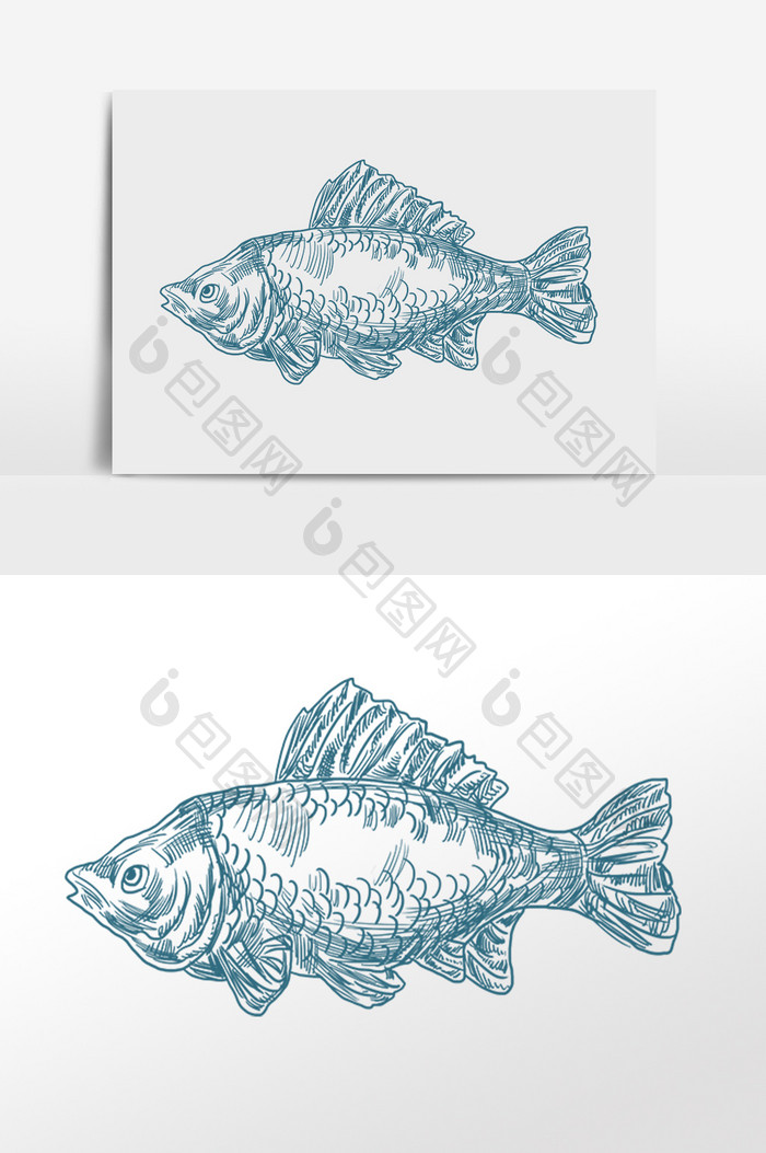 手绘线描素描水产海鱼海鲜插画