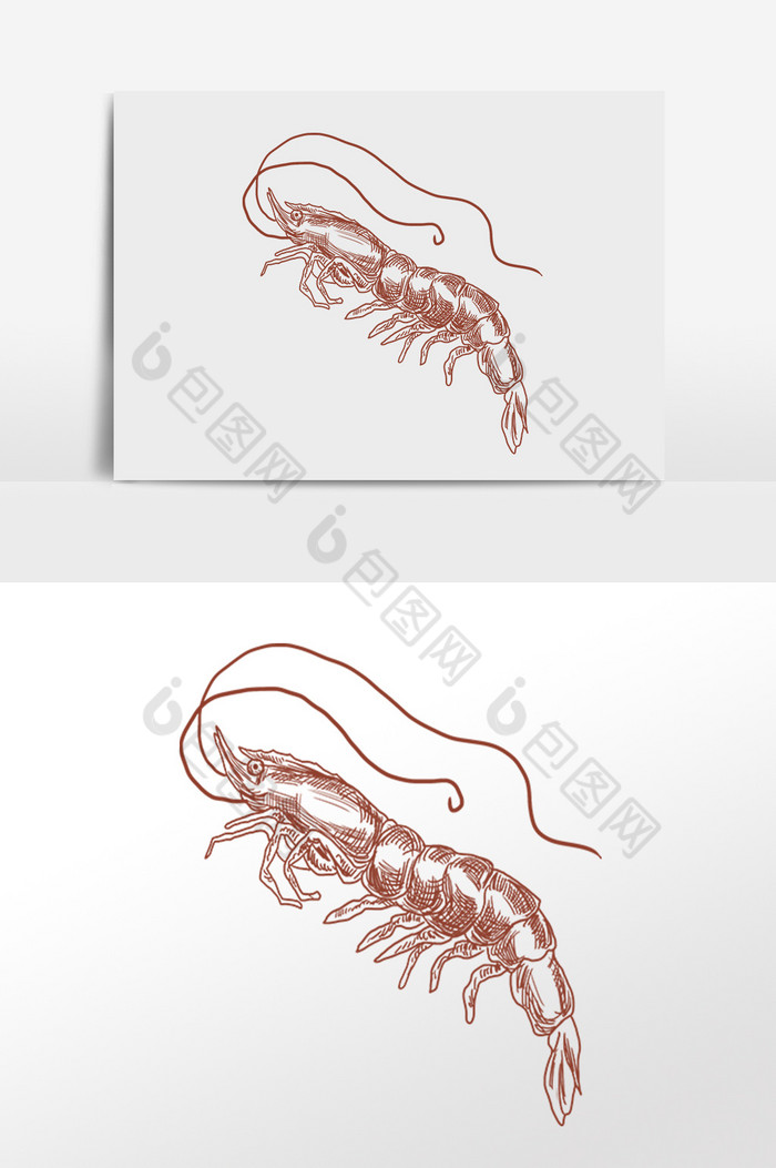 线描素描水产虾海鲜插画图片