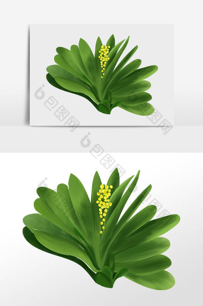 植物君子兰插画图片图片