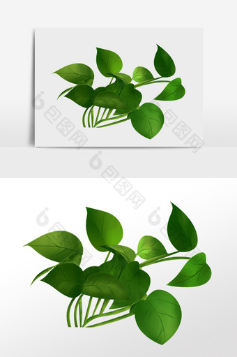 手绘小清新绿色植物绿萝花插画图片