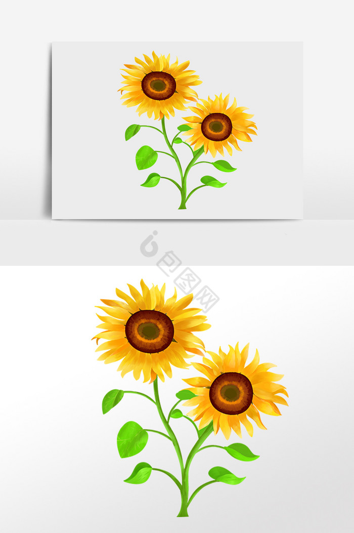 植物向日葵插画图片