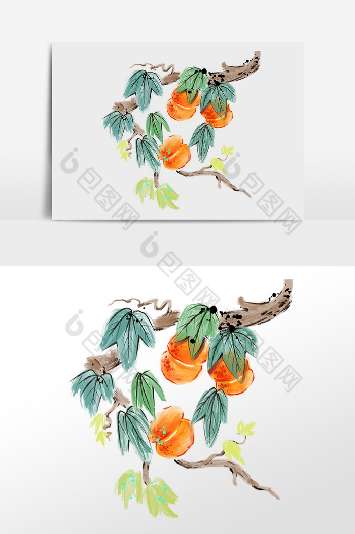水墨植物柿子树插画图片图片