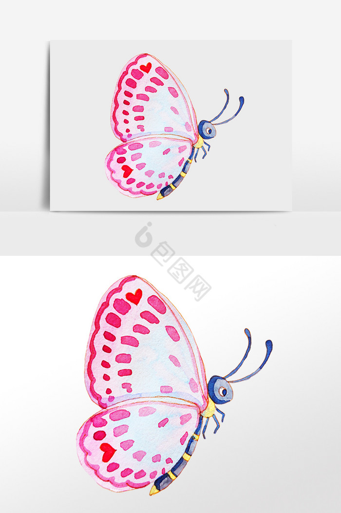 动物昆虫蝴蝶插画图片