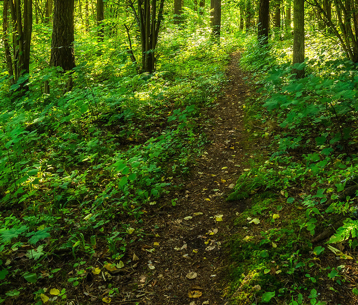 茂密的树林深处摄影图手机壁纸