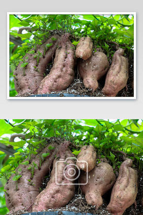 高科技农业红薯地瓜生长
