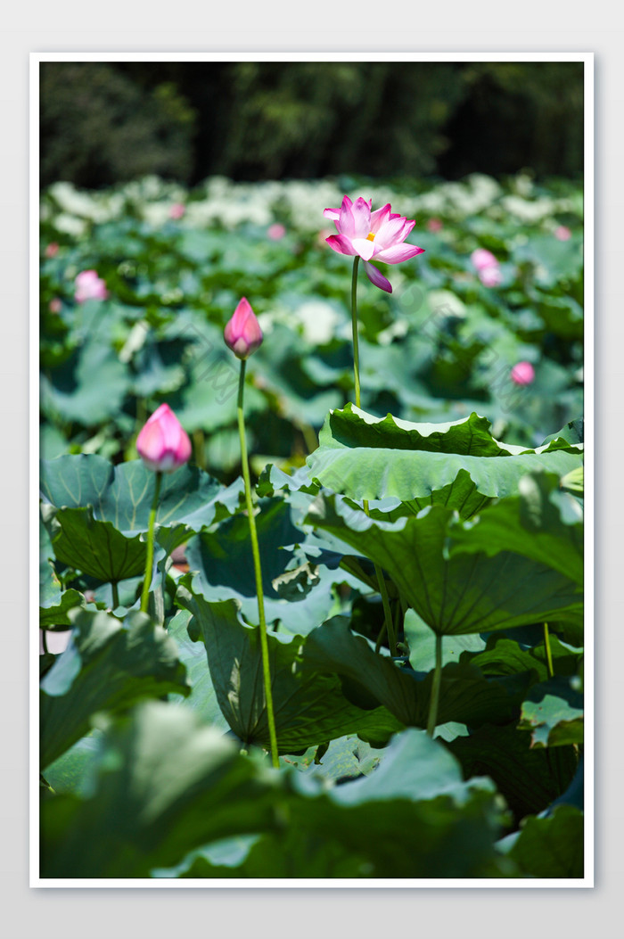 西湖景色荷花背景荷叶花卉夏季旅游摄影图图片图片