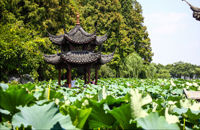 西湖景色凉亭旅行荷叶夏日夏季旅游摄影图图片