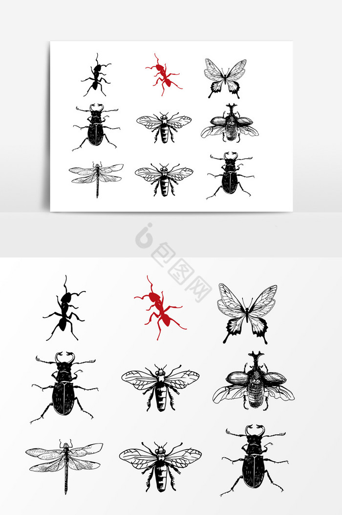 多种昆虫图片