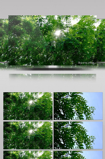 实拍阳光渗透树木照射下来绿树成荫图片