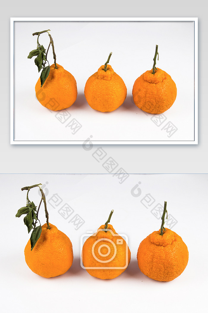 高清三只丑橘白色背景摄影图片