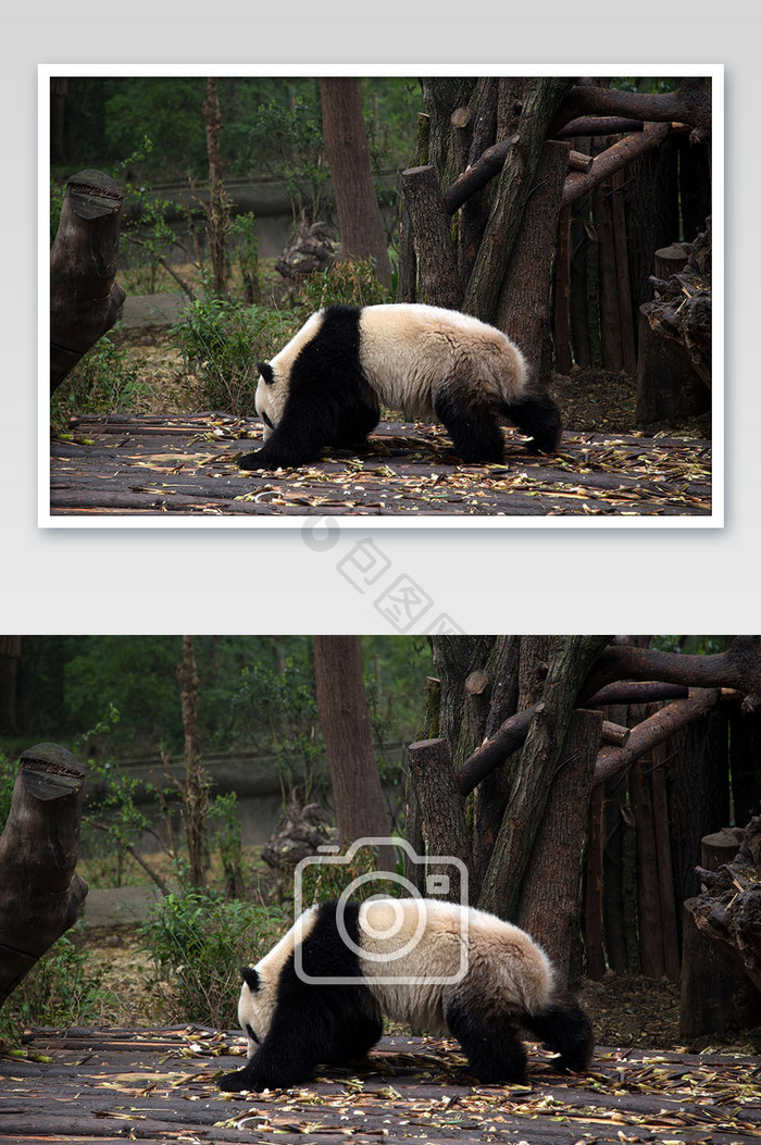 成都大熊猫基地大熊猫行走摄影图