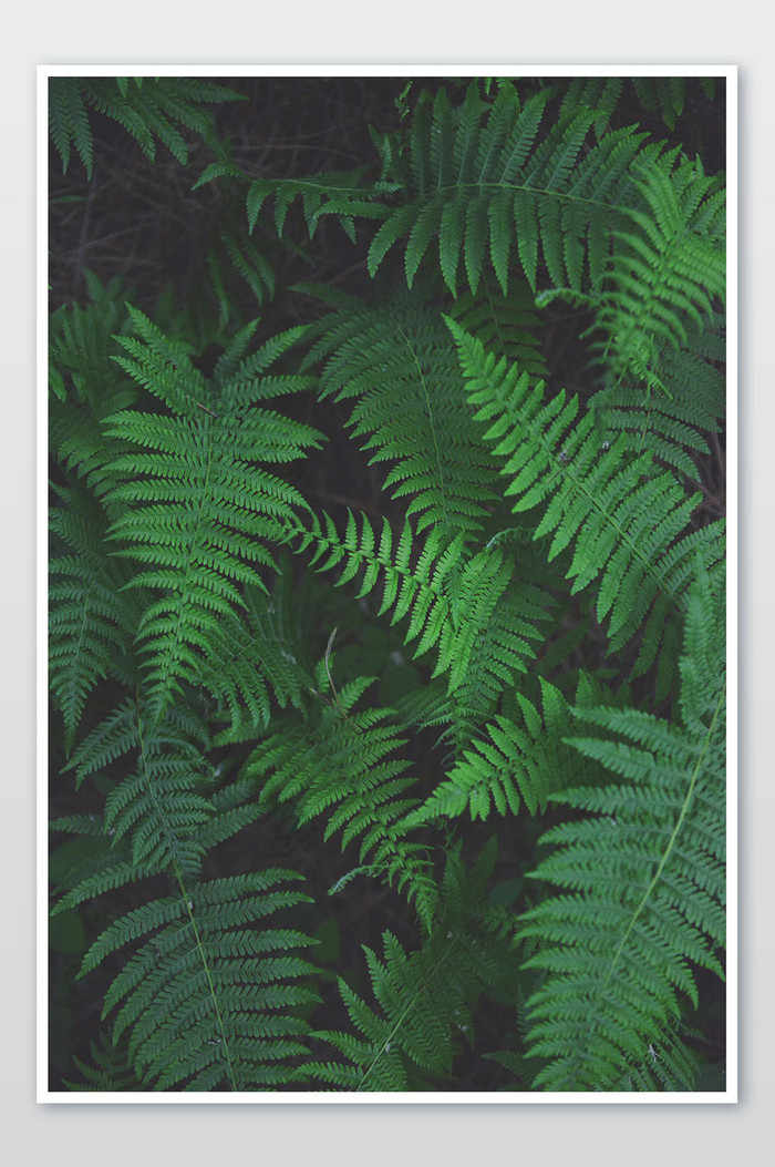 绿色森林植物摄影图片