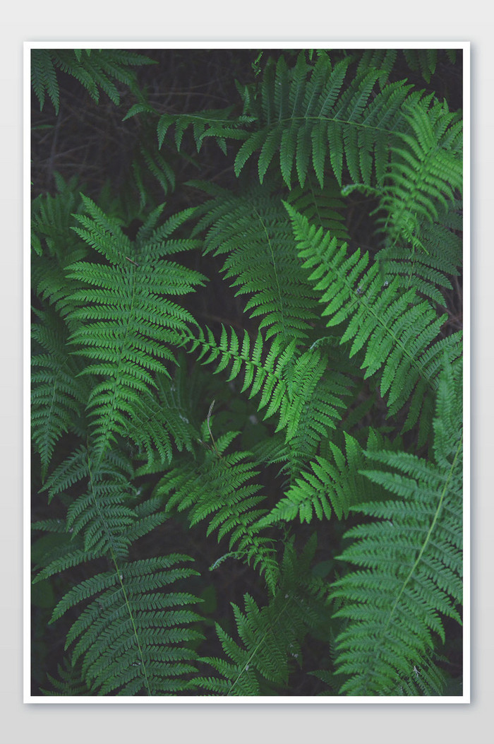 绿色森林植物摄影图片