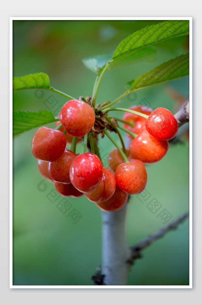果园樱桃成熟摄影图片