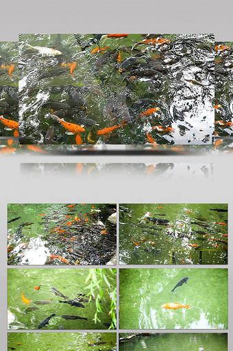济南趵突泉景区池水鱼群嬉戏高清拍摄图片