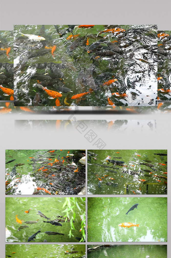 济南趵突泉景区池水鱼群嬉戏高清拍摄