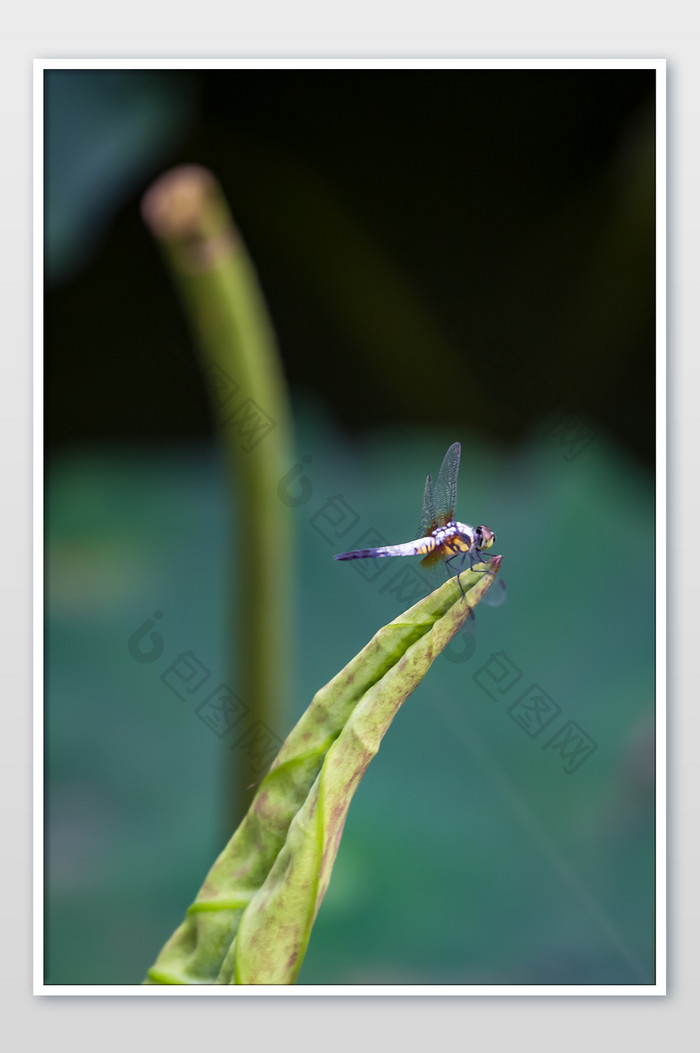 蜻蜓荷叶-摄影图片