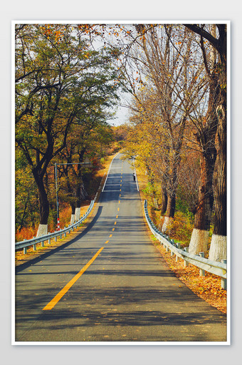 秋天的山路落叶摄影图片