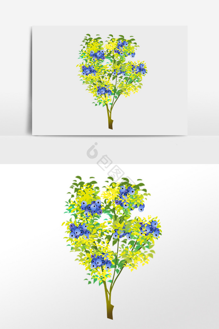 植物成熟蓝莓果果树插画图片