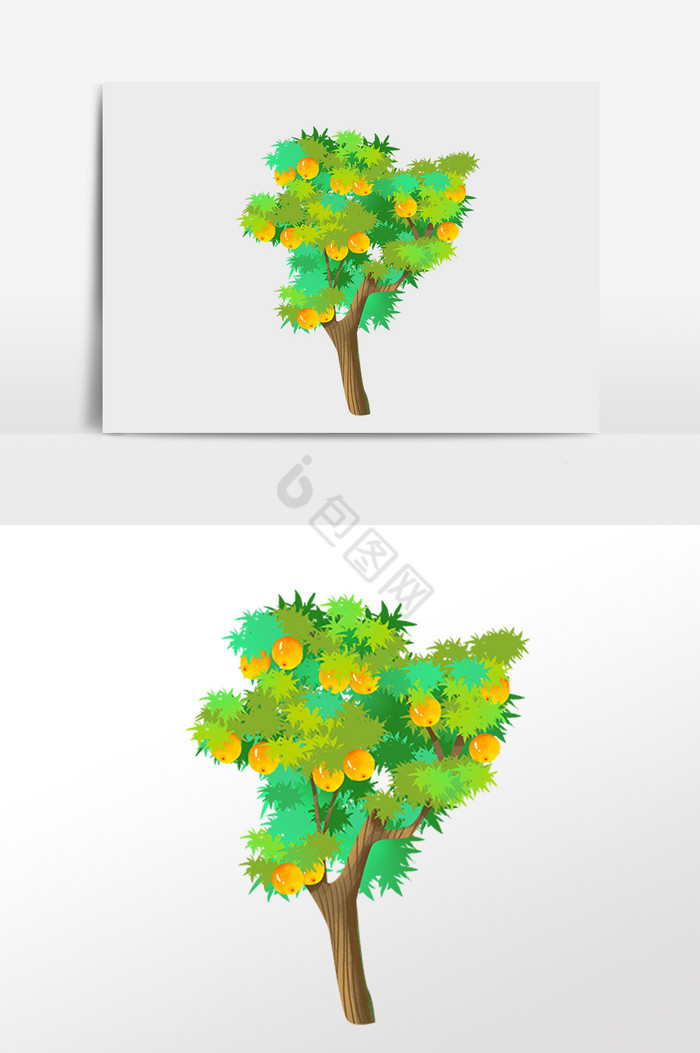 植物成熟水果橙子果树插画图片