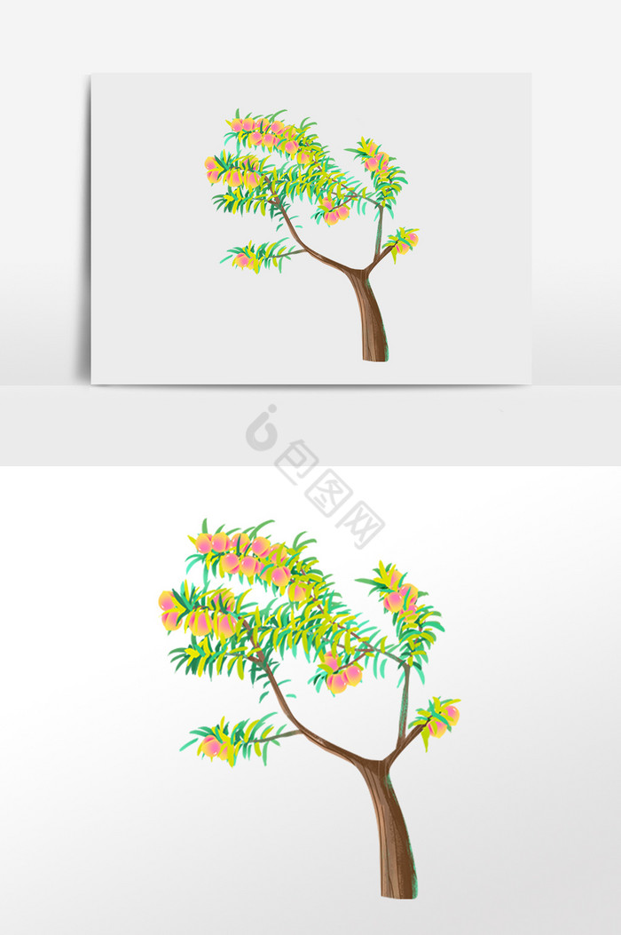 植物成熟水果橘子树插画图片