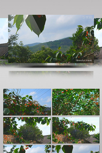 乡村樱桃自然风景山村水果绿色植物图片