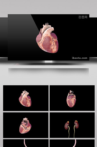 人体器官心肝脾肺肾视频素材带通道图片