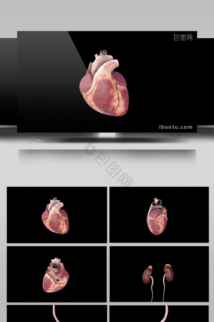 人体器官心肝脾肺肾视频素材带通道