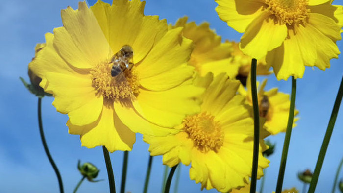 山间的黄色野花和蜜蜂2