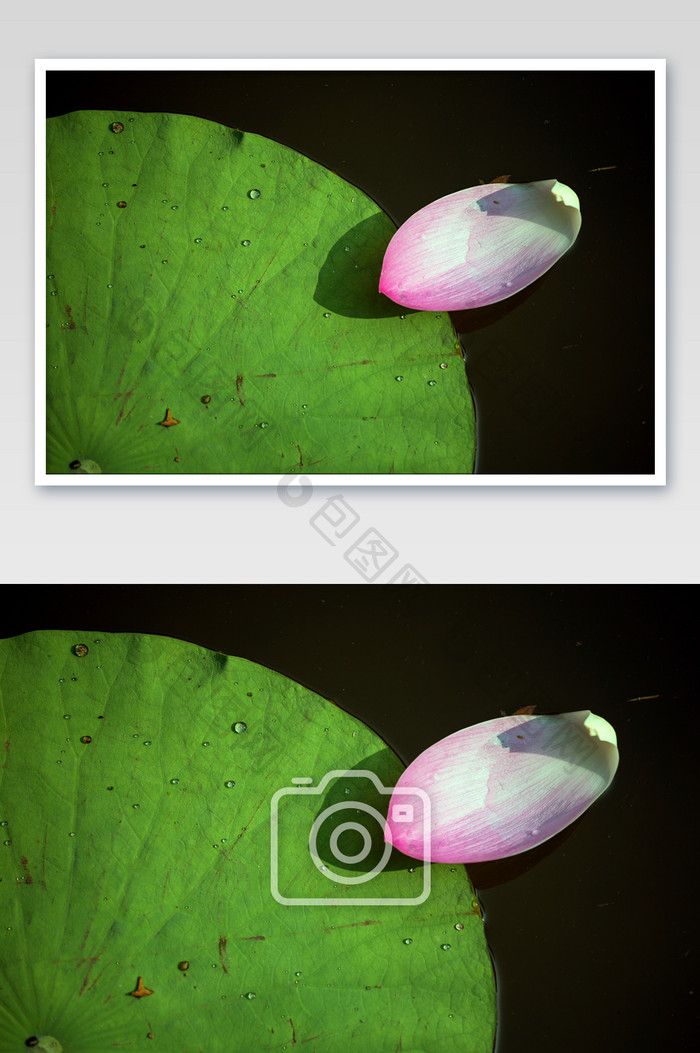 荷塘花瓣-摄影图片