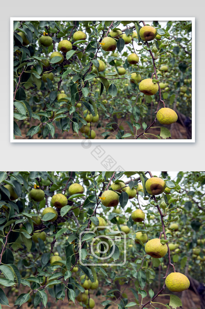 梨树结果生长摄影图片